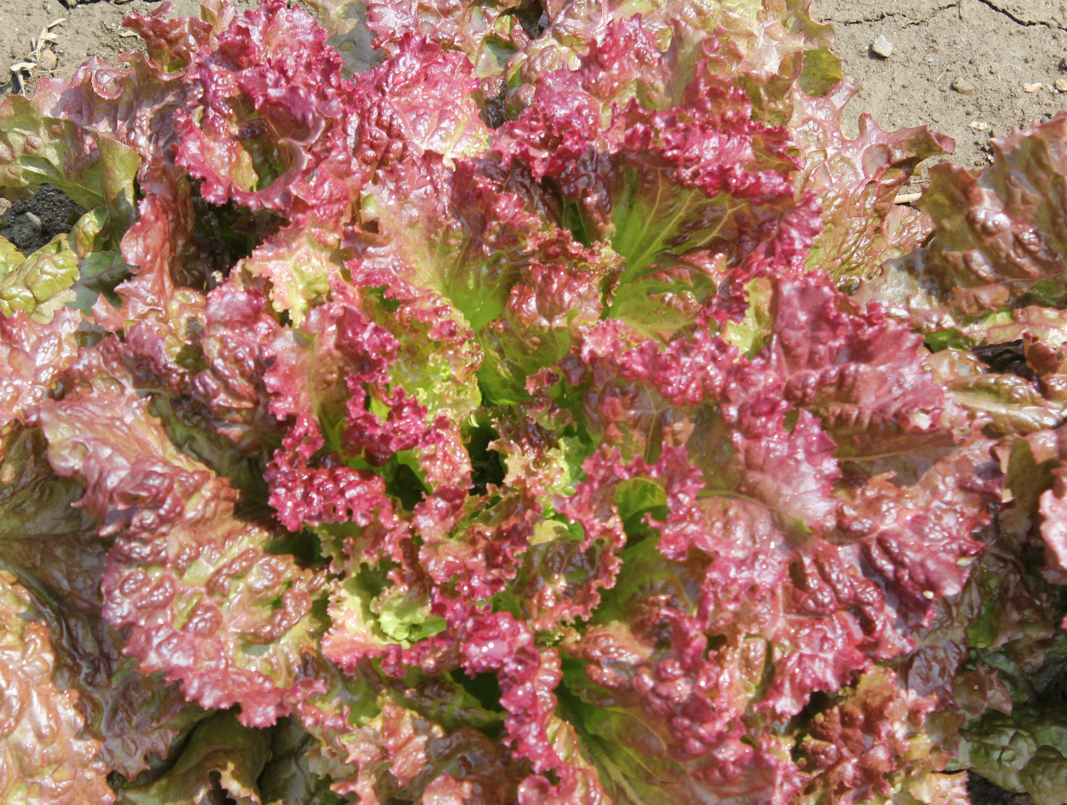 redleaflettuce J&L Produce Farm Market