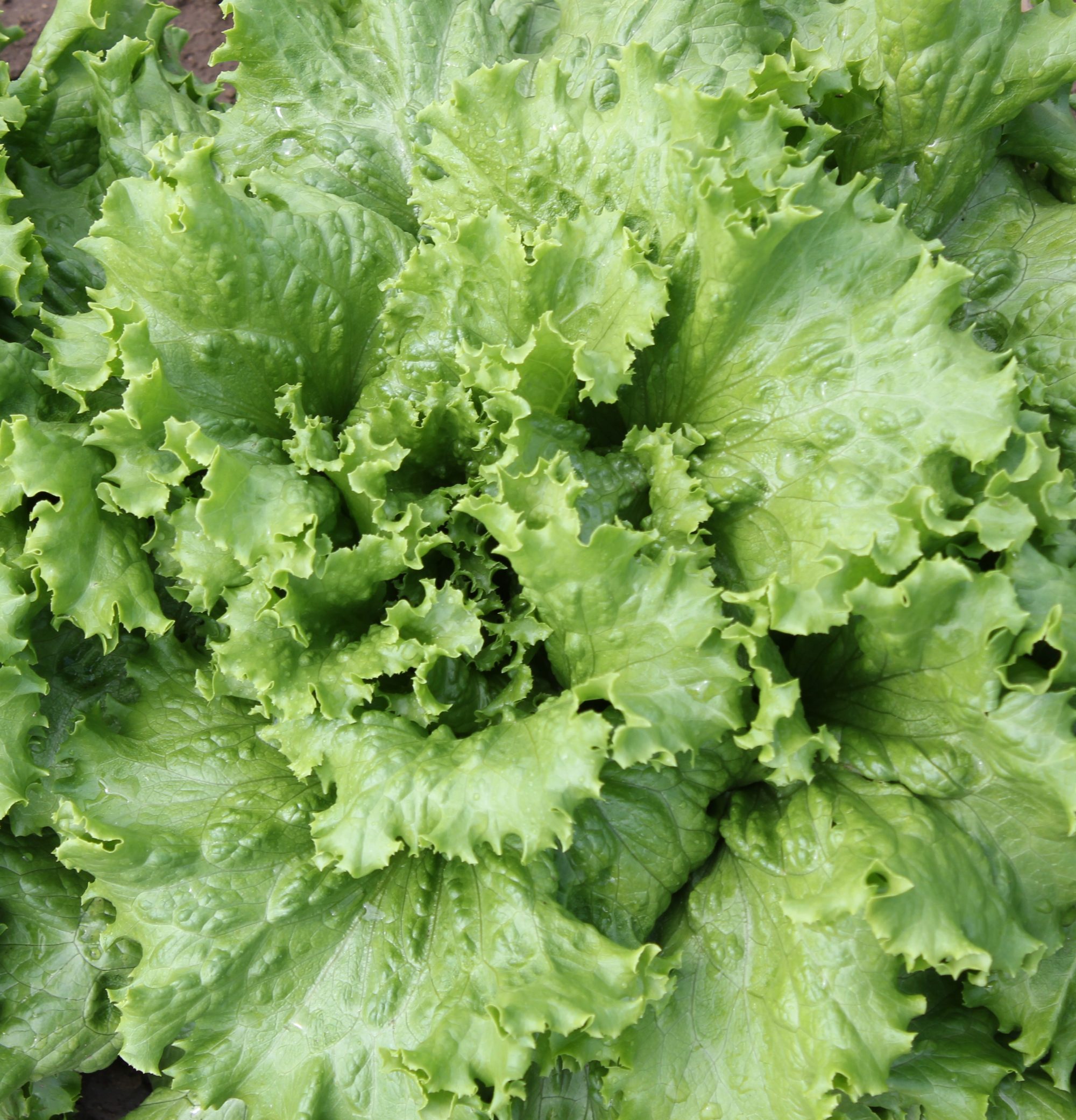 versatile-green-leaf-lettuce-j-l-produce-farm-market