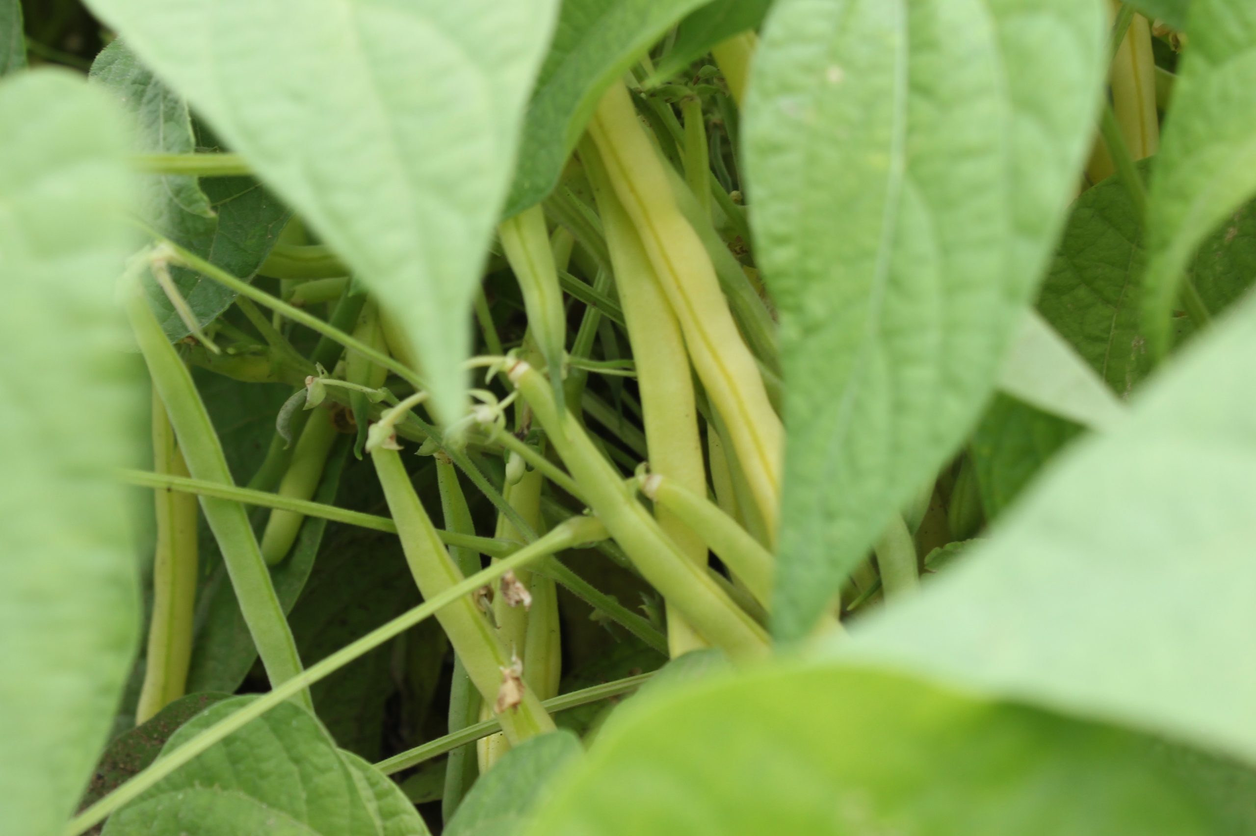 What S Ready Now J L Produce Farm Market   Yellowbeans Scaled 