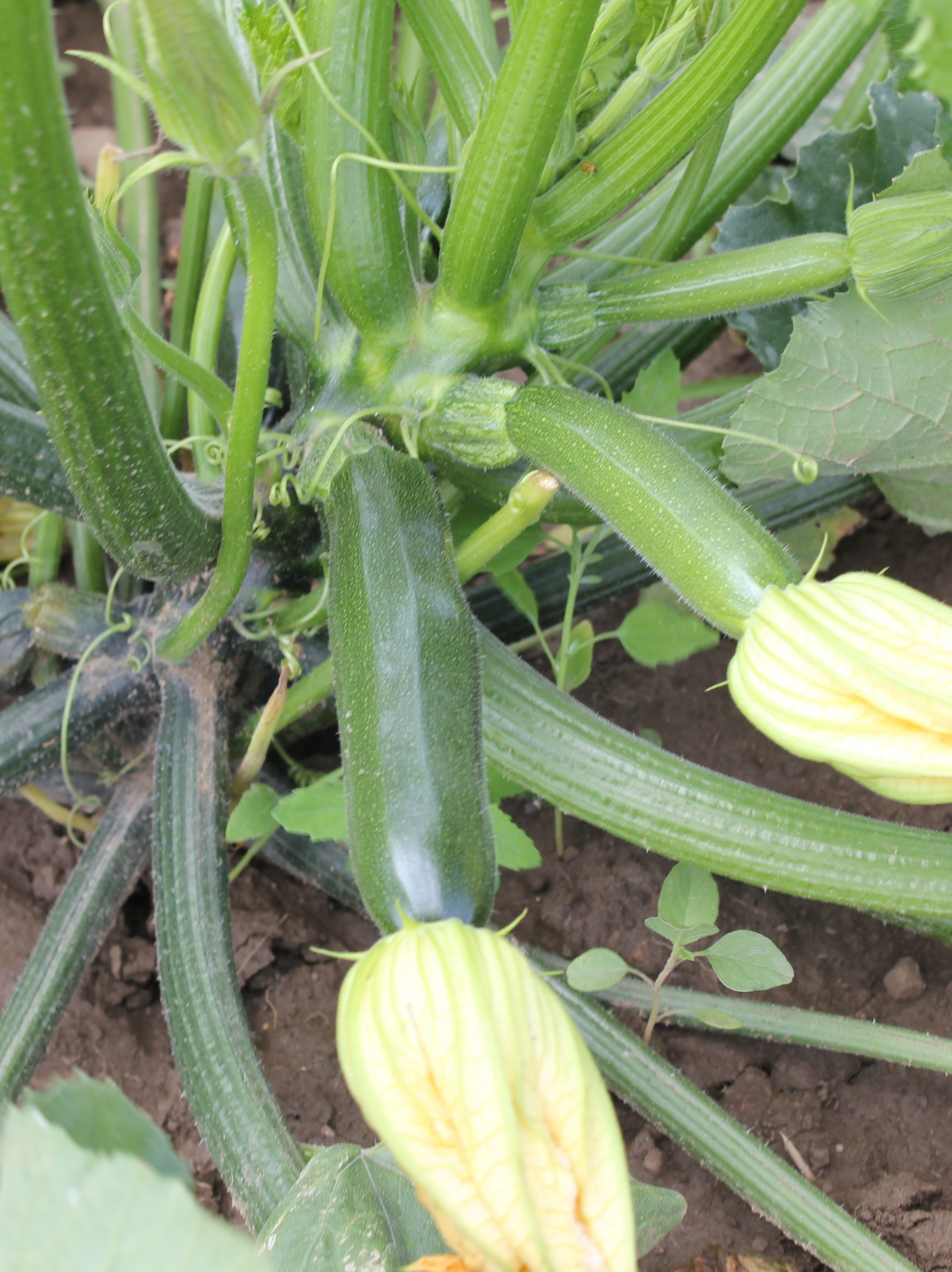 Zucchini – J&L Produce Farm Market